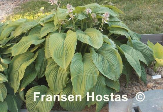 Hosta Niagara Falls